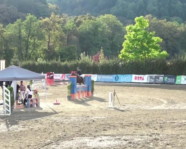 Reitturnier Tillmitsch 2024