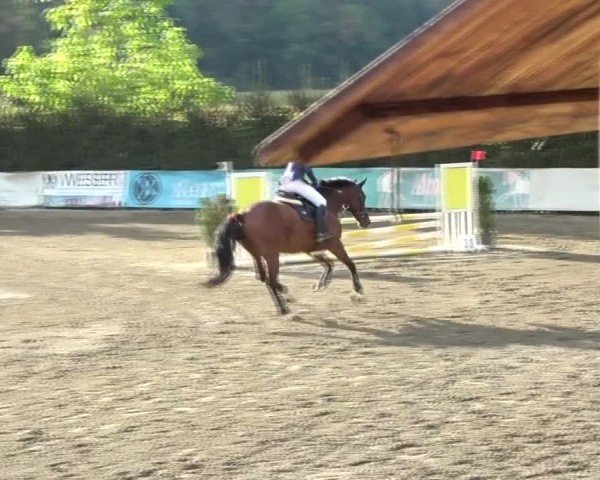 Reitturnier Tillmitsch 2024