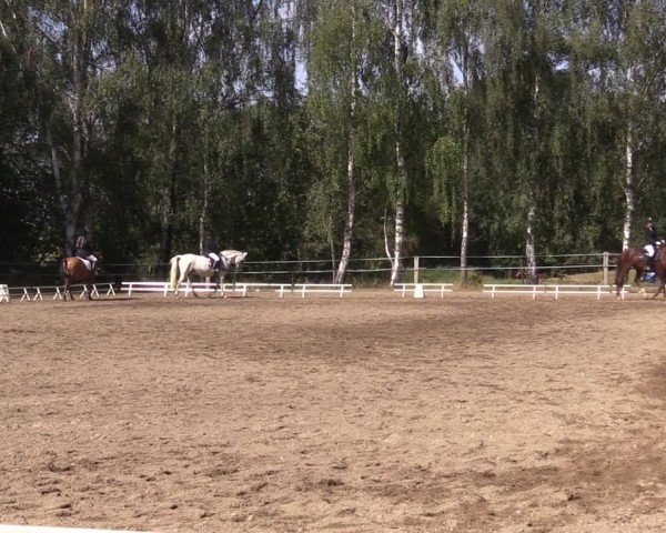 Reitturnier Lgl.-Oberhain, B95 2024