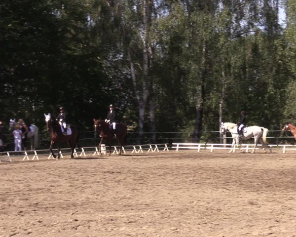 Reitturnier Lgl.-Oberhain, B95 2024