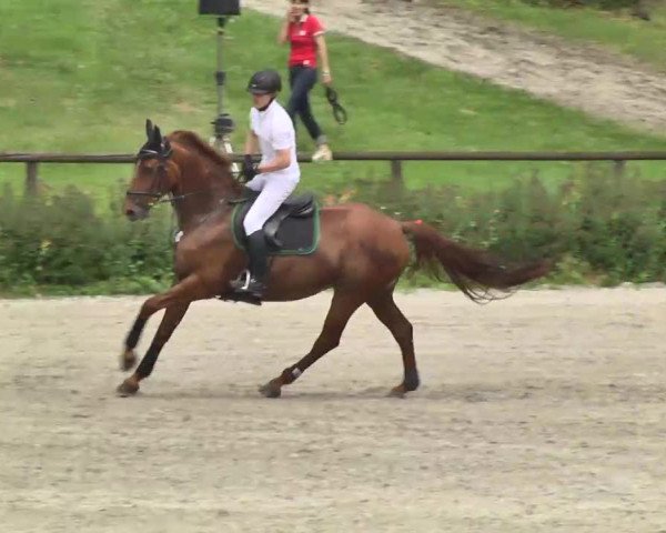 Landeschampionat Baden-Württemberg 2013