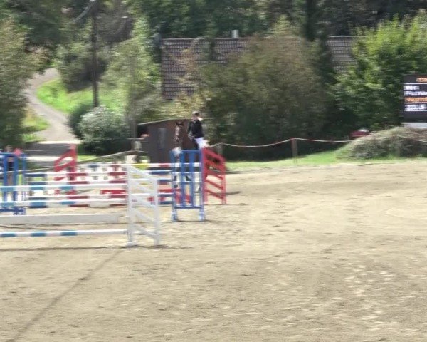 Reitturnier Tillmitsch 2024