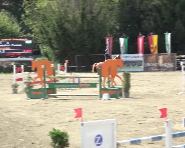 Reitturnier Tillmitsch 2024