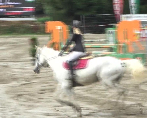 Reitturnier Tillmitsch 2024