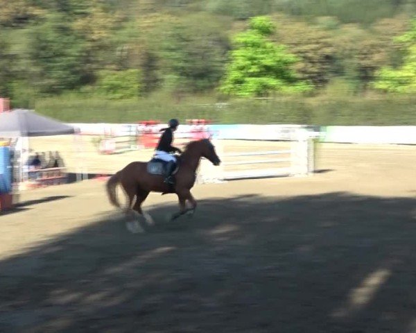 Reitturnier Tillmitsch 2024