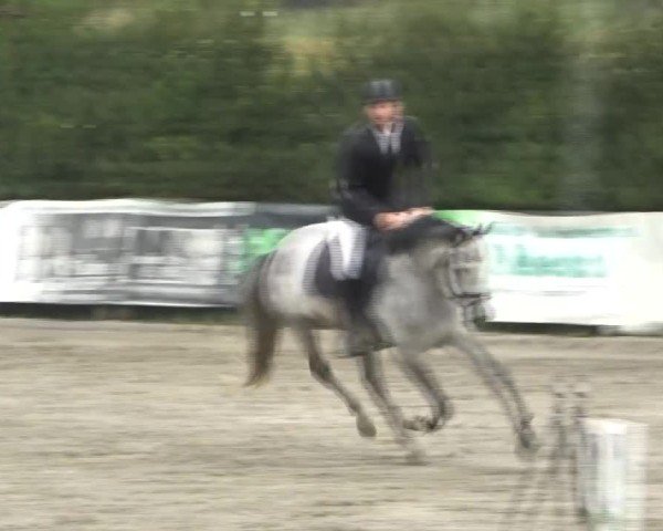 Reitturnier Tillmitsch 2024