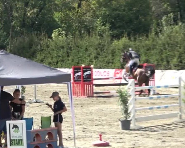 Reitturnier Tillmitsch 2024