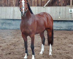 horse Corinthus EH Z (Zangersheide riding horse, 2014, from Chellsini Z)
