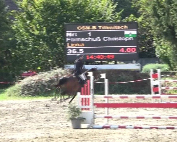 Reitturnier Tillmitsch 2024