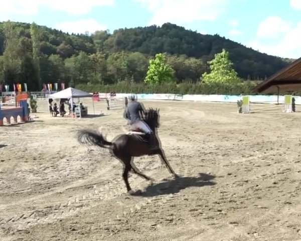 Reitturnier Tillmitsch 2024