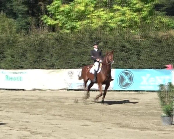 Reitturnier Tillmitsch 2024