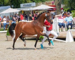 Zuchtstute Flawless Dream (Deutsches Reitpony, 2021, von Für immer Du)