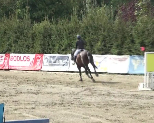 Reitturnier Tillmitsch 2024