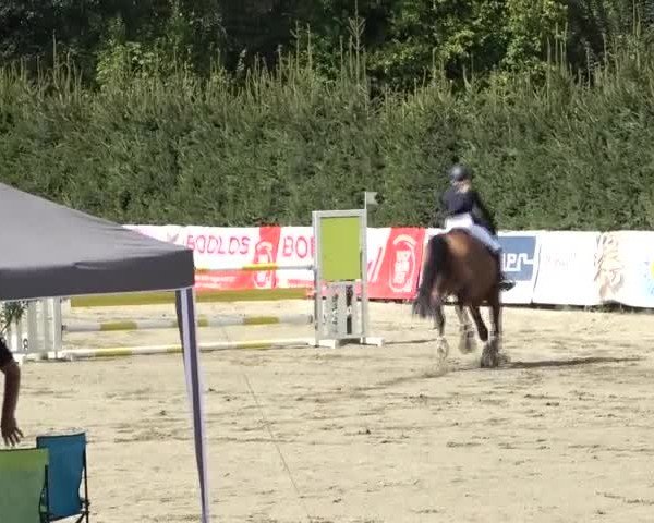 Reitturnier Tillmitsch 2024