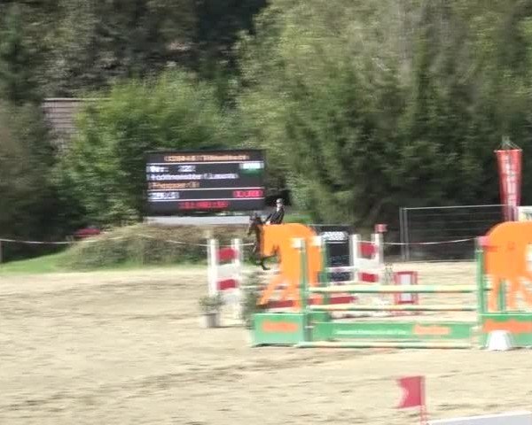 Reitturnier Tillmitsch 2024