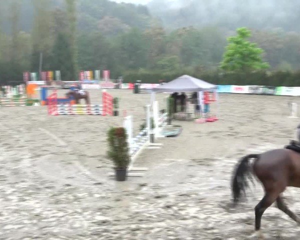 Reitturnier Tillmitsch 2024