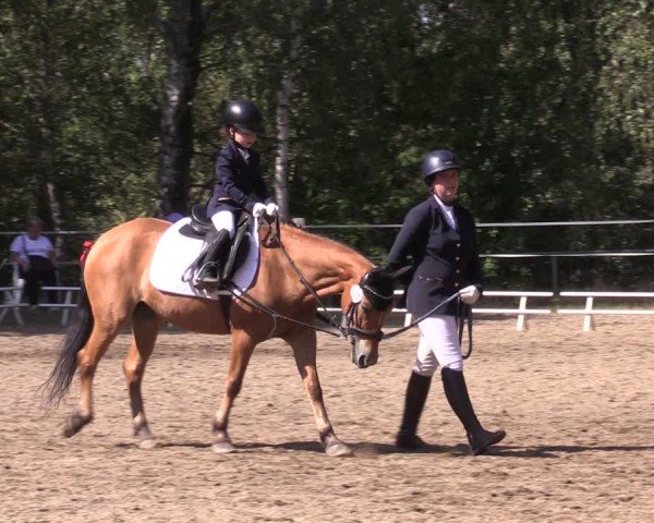 Reitturnier Lgl.-Oberhain, B95 2024