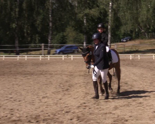 Reitturnier Lgl.-Oberhain, B95 2024