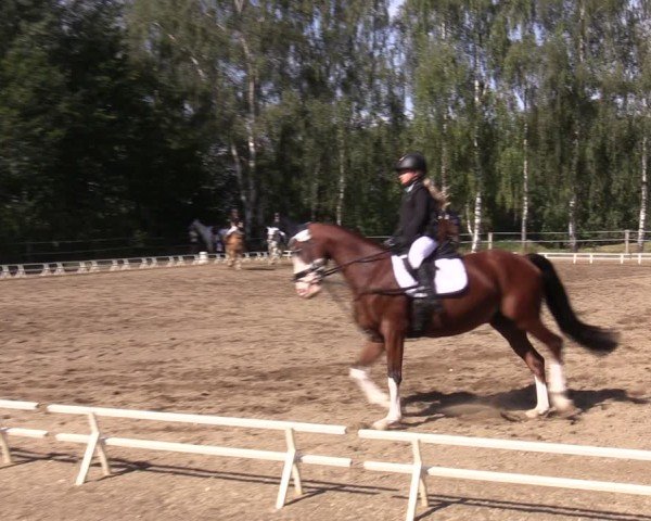 Reitturnier Lgl.-Oberhain, B95 2024