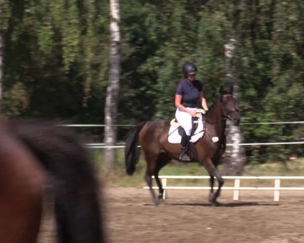 Reitturnier Lgl.-Oberhain, B95 2024