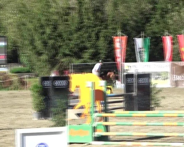 Reitturnier Tillmitsch 2024