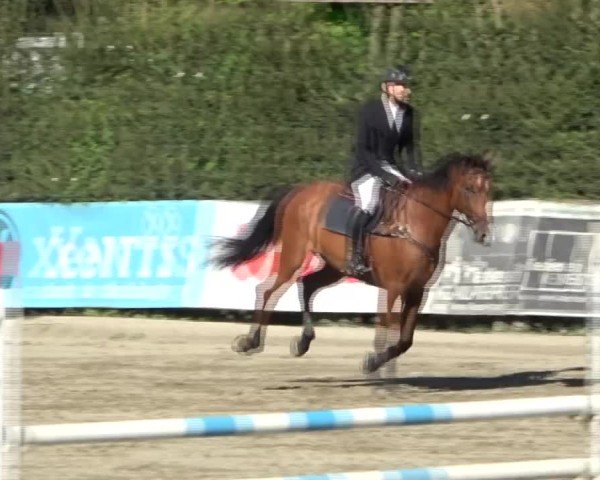 Reitturnier Tillmitsch 2024