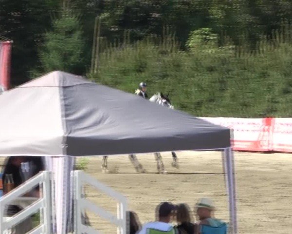 Reitturnier Tillmitsch 2024