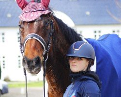 jumper Strotmann (Hanoverian, 2015, from Stolzenberg)