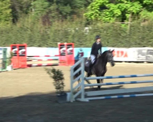 Reitturnier Tillmitsch 2024