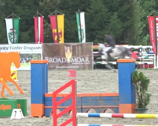Reitturnier Tillmitsch 2024