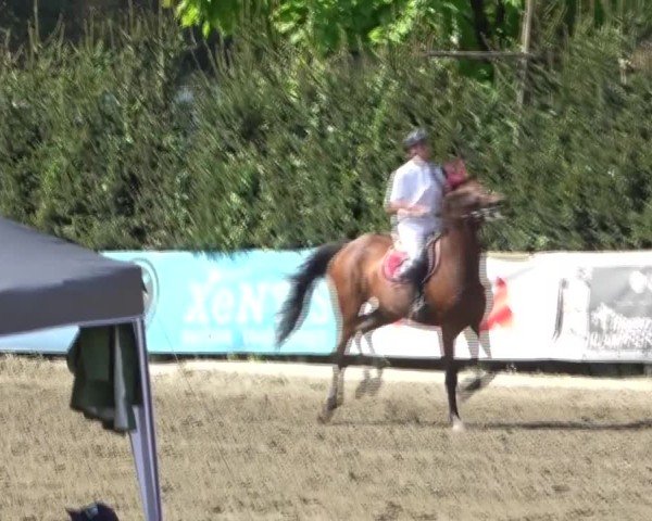 Reitturnier Tillmitsch 2024