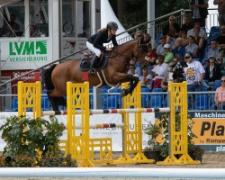 jumper Cassandro Gold Es (Hanoverian, 2019, from Canoso)