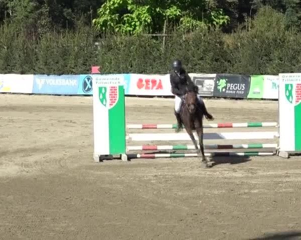 Reitturnier Tillmitsch 2024