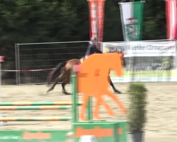 Reitturnier Tillmitsch 2024