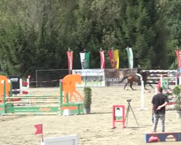 Reitturnier Tillmitsch 2024