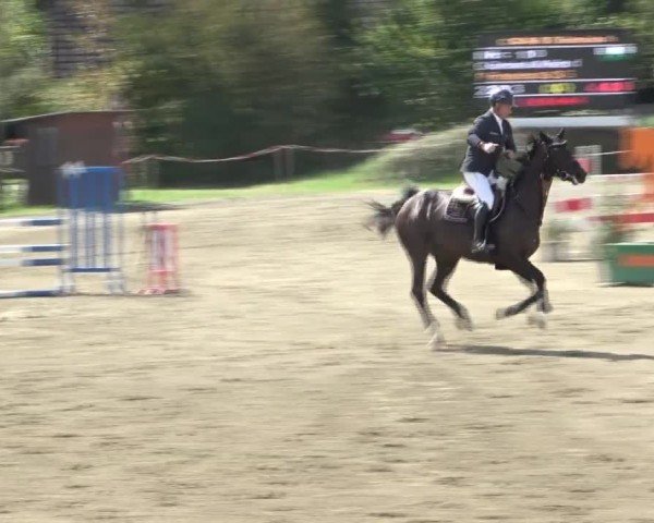 Reitturnier Tillmitsch 2024