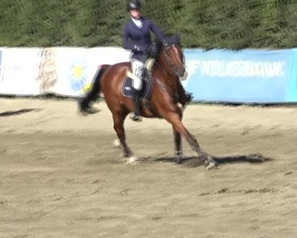 Reitturnier Tillmitsch 2024