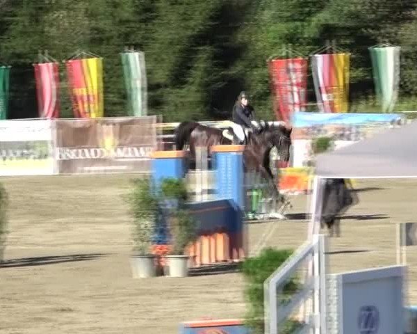 Reitturnier Tillmitsch 2024