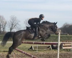 Springpferd Guardian Angel 14 (Polnisches Warmblut, 2002, von Winword xx)