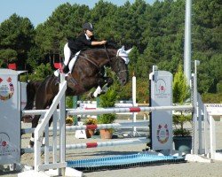stallion Argo (Bulgarian Warmblood, 2004, from Akan)