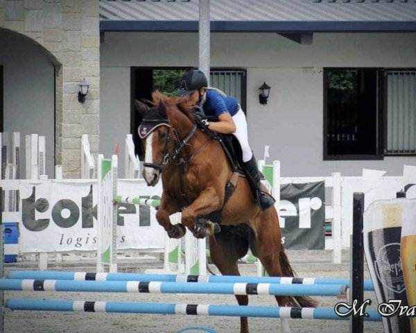 Springpferd Epsom's Matcho Pss Z (Zangersheide Reitpferd, 2014, von Epsom Gesmeray)
