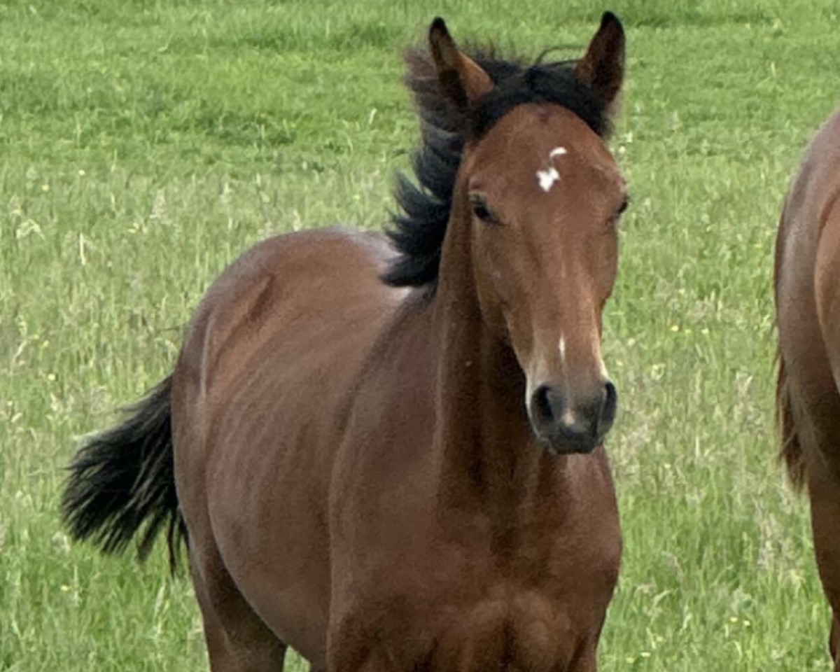Pferd Mini Aganix (Oldenburger Springpferd, 2023, von Aganix du Seigneur)