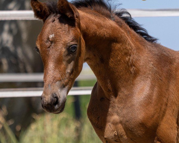 Pferd Twiggy (KWPN (Niederländisches Warmblut), 2023, von Dutch Dream)