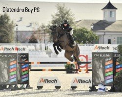 jumper Geyer's Diatendro's Boy (Austrian Warmblood, 2018, from Diatendro)