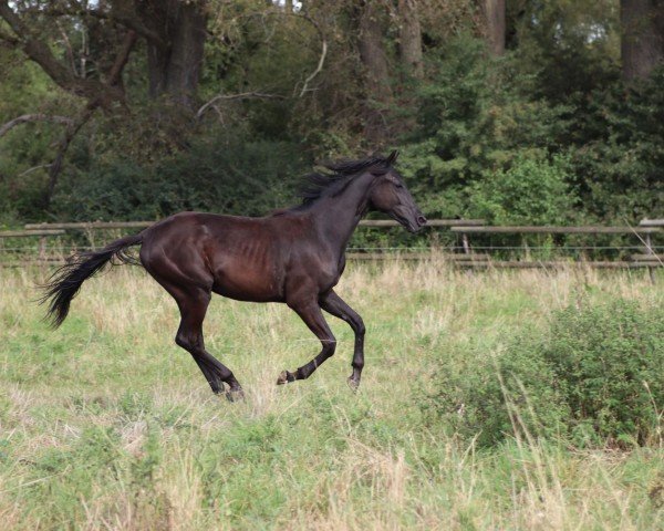 horse Darkardi Dream (German Sport Horse, 2023, from Glock's Dream Boy)