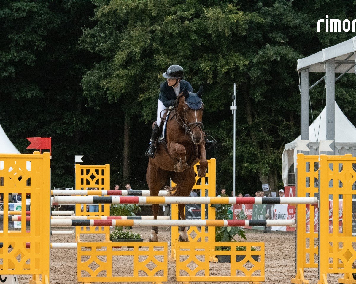 jumper Ginger Nut FRH (Hanoverian, 2019, from Glasgow van het Merelsnest)