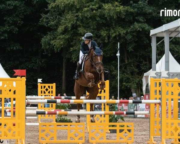 jumper Ginger Nut FRH (Hanoverian, 2019, from Glasgow van het Merelsnest)