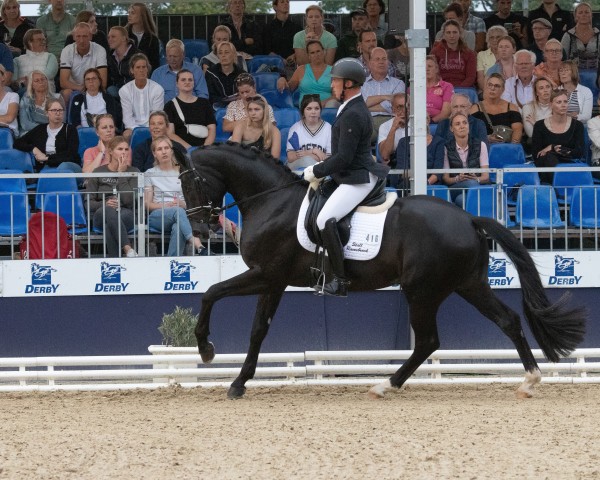 Deckhengst Majestic Day (Hannoveraner, 2021, von Majestic Taonga)