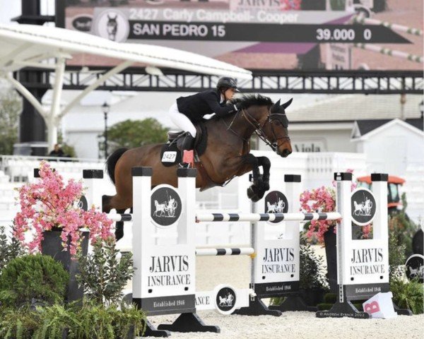 jumper San Pedro 15 (Hanoverian, 2014, from Stakkato)