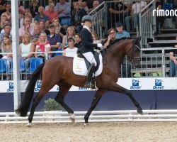 stallion Bentheim NRW (Westphalian, 2021, from Belvedere NRW)